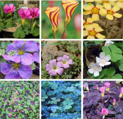 Rare Oxalis Versicolor Candy Cane Sorrel Seeds (Color: 12)