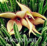 Rare Starfish Flower - Starfish Sweet Scent Flower Seeds