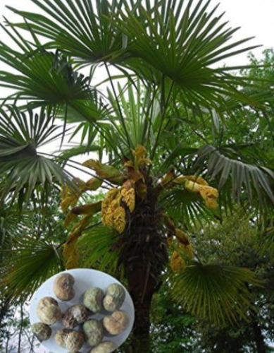 Fresh Outdoor Perennial Trachycarpus fortunei Palm Semillas Seeds