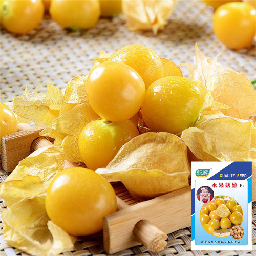 Groundcherry Seeds - F1 Hybrid, High-Yield, Disease Resistant, Long Harvest, Sweet Flavor, Easy to Grow