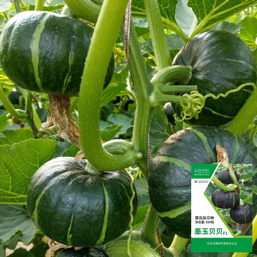 'Mo Yu Bei Bei' F1 Pumpkin Seeds - High-Yield, Sweet, Ideal for Home Garden