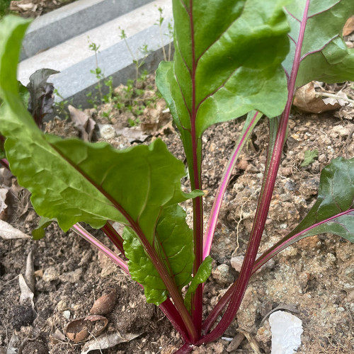 Red-Stemmed Chard Seeds - High-Yield, Disease Resistant, Adaptability for Home Garden