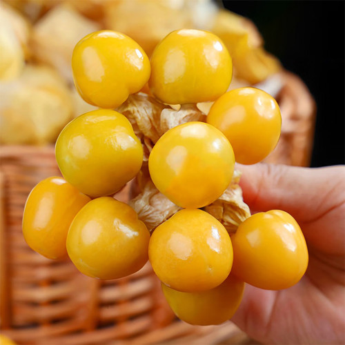 Groundcherry Seeds - F1 Hybrid, High-Yield, Disease Resistant, Long Harvest, Sweet Flavor, Easy to Grow