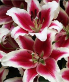 Lily Flower Semillas Seeds (not Lily Bulbs) - (Color: Dark Khaki)