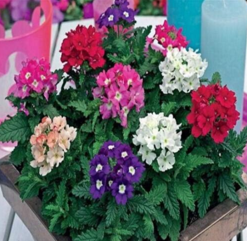 Lantana Camara Five Colors Hydrangea Flower,Perennial Se.ed Ornamental Plant for Home Garden - (Color: Mix)