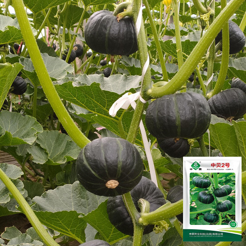 Zhongbei No.2 Pumpkin Seeds - High-Yield, Early-Maturing, and Easy to Grow