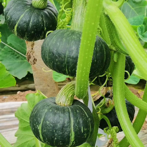 'Mo Yu Bei Bei' F1 Pumpkin Seeds - High-Yield, Sweet, Ideal for Home Garden