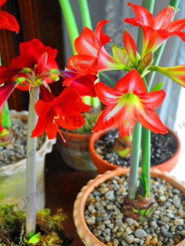 Double Petals Amaryllis Bulbs Not Plant Perennial Garden (Color: 11)