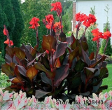 Flower Canna Lily Bulbs - Ermine - Tropical House Plant - White Flowers 2 Bulb - (Color: 2)