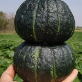 Moxiang BeiBei Pumpkin seeds - High-Yield, Suitable for Commercial and Hobby Growers