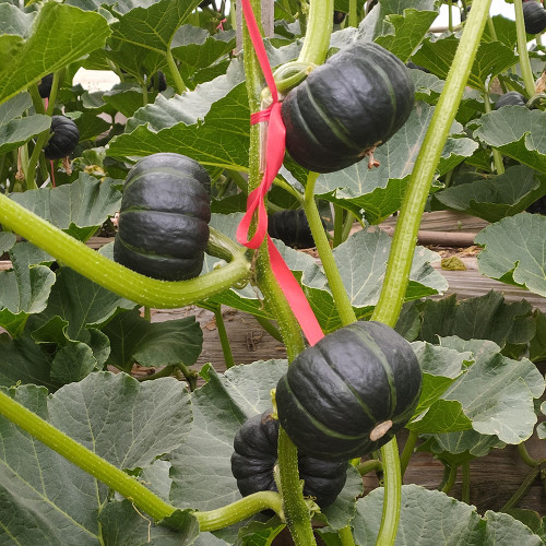 Zhongbei No.2 Pumpkin Seeds - High-Yield, Early-Maturing, and Easy to Grow