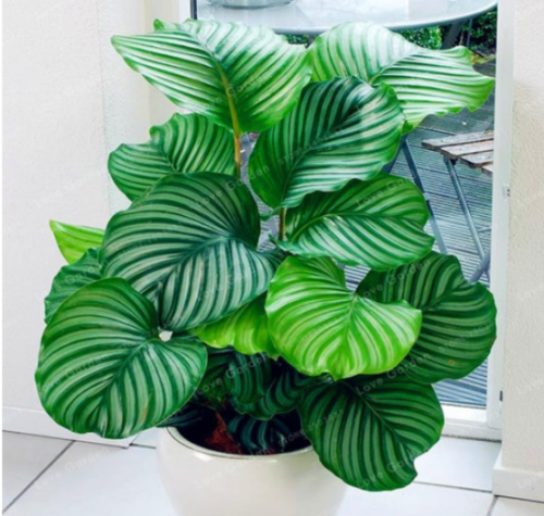 Calathea Seed Foliage Plant Seed Four Seasons Planting Pot