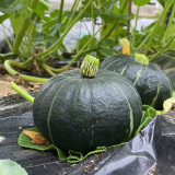 'Li Mei No. 1' Baby Pumpkin Seeds - High-Yielding, Thick-Fleshed, and Sweet
