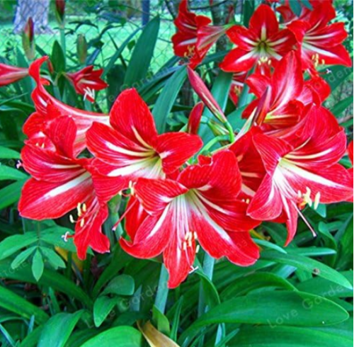 Amaryllis Bulbs Red Hippeastrum Bulbs Flowers Barbados Lily Potted Home Garden Balcony Plant Bulbous