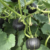Moxiang BeiBei Pumpkin seeds - High-Yield, Suitable for Commercial and Hobby Growers