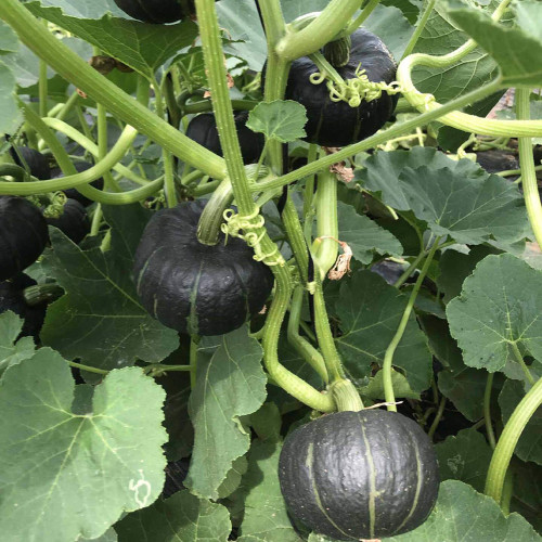 Moxiang BeiBei Pumpkin seeds - High-Yield, Suitable for Commercial and Hobby Growers