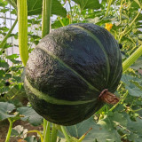 Moxiang BeiBei Pumpkin seeds - High-Yield, Suitable for Commercial and Hobby Growers