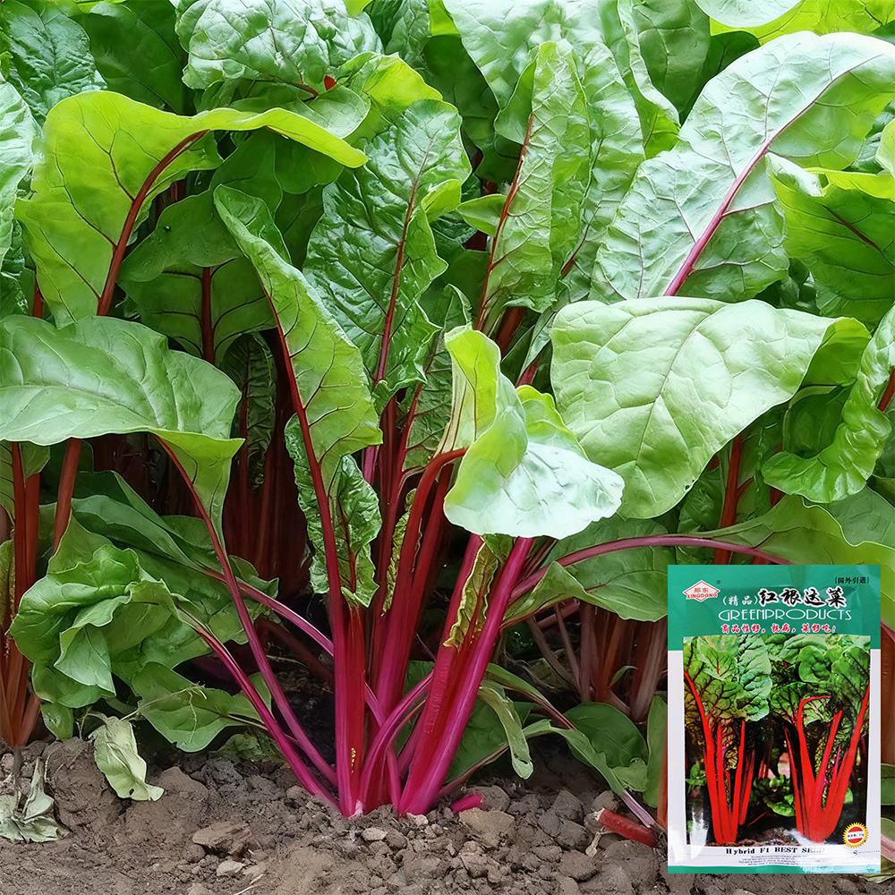 Red-StemmedChardSeeds-High-Yield,DiseaseResistant,AdaptabilityforHomeGarden