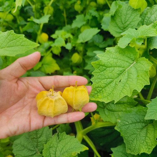 Golden Ground Cherry Seeds - Early-Maturing, Sweet Berry, High-Yield, Easy to Grow