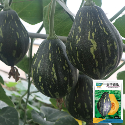 Fragrant Taro Pumpkin Seeds - Unique Sweet Flavor, High Yield, Easy to Grow