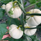 White Baby Pumpkin Seeds - High-Yielding, Sweet-Tasting, and Ornamental