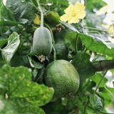 Apple Luffa Seeds - Short Cylindrical Shape, Thick Flesh, High Yield, Fast Growing, Easy to Grow