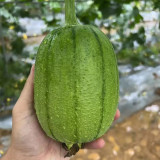 Apple Luffa Seeds - Short Cylindrical Shape, Thick Flesh, High Yield, Fast Growing, Easy to Grow