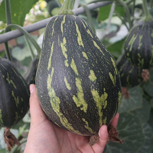 Fragrant Taro Pumpkin Seeds - Unique Sweet Flavor, High Yield, Easy to Grow