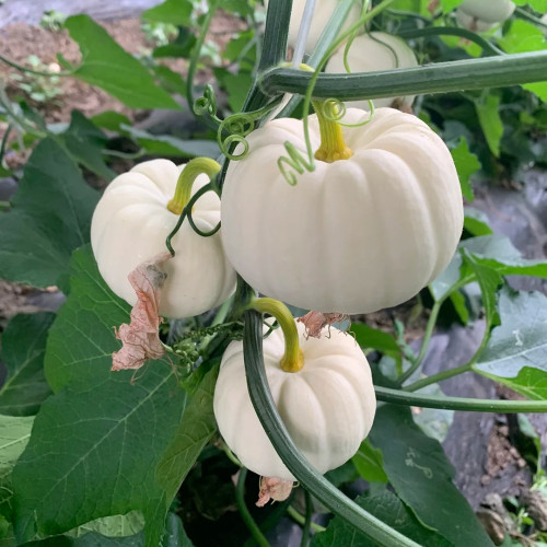 White Baby Pumpkin Seeds - High-Yielding, Sweet-Tasting, and Ornamental