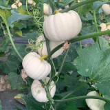 White Baby Pumpkin Seeds - High-Yielding, Sweet-Tasting, and Ornamental