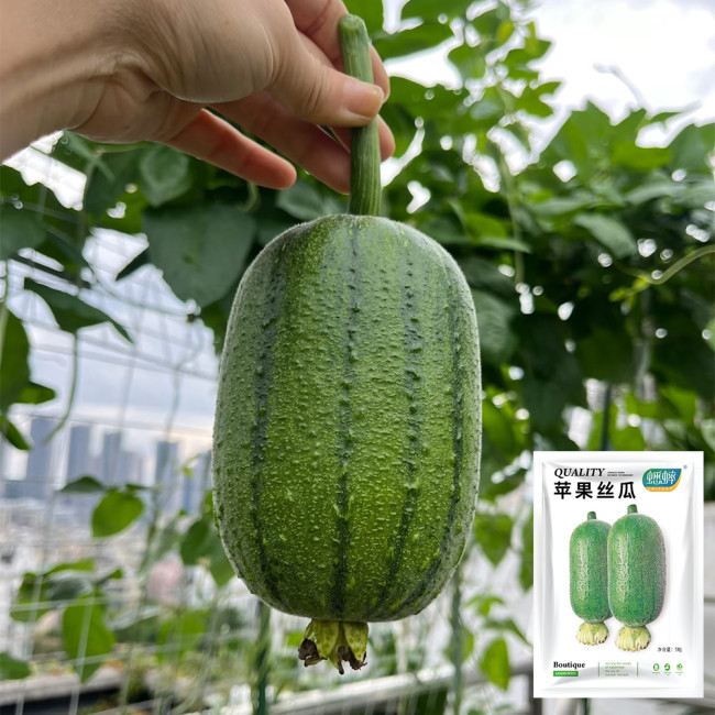 Apple Luffa Seeds - Short Cylindrical Shape, Thick Flesh, High Yield, Fast Growing, Easy to Grow