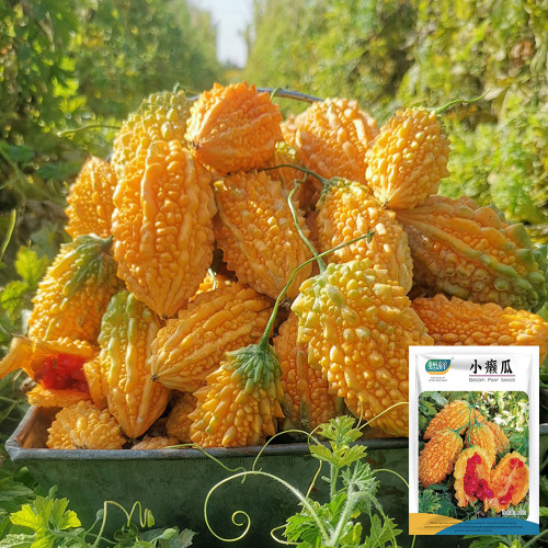 Small Spiny Bitter Melon Seeds - Compact Vine, Easy to Grow, Sweet Aril, Ornamental & Edible Fruit