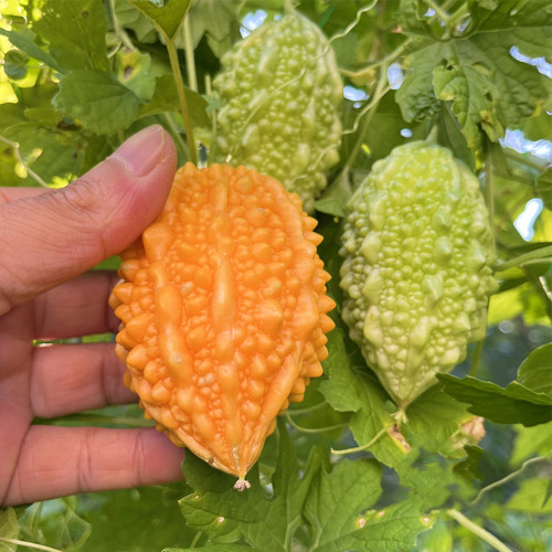 Small Spiny Bitter Melon Seeds - Compact Vine, Easy to Grow, Sweet Aril, Ornamental & Edible Fruit