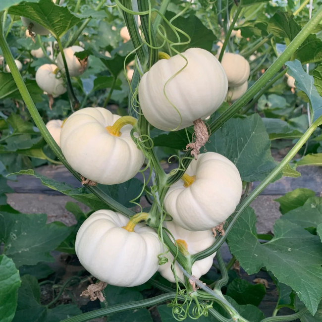 White Baby Pumpkin Seeds - High-Yielding, Sweet-Tasting, and Ornamental