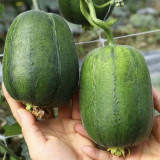Apple Luffa Seeds - Short Cylindrical Shape, Thick Flesh, High Yield, Fast Growing, Easy to Grow