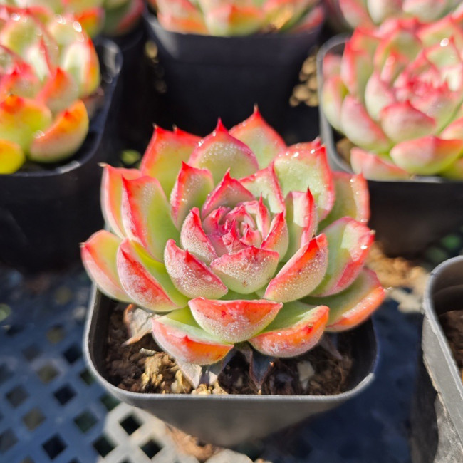 #SUT0001 Moonlight (Echeveria sp.)