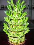 Bamboo House Good Luck Bamboo Seeds Dracaena Plants