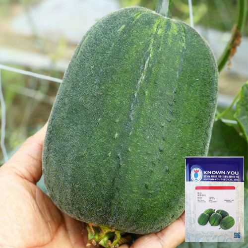 Taiwan Apple Luffa Seeds - Short Cylindrical, Crisp Sweet Fruit, F1 Hybrid, Early Maturing & High Yield