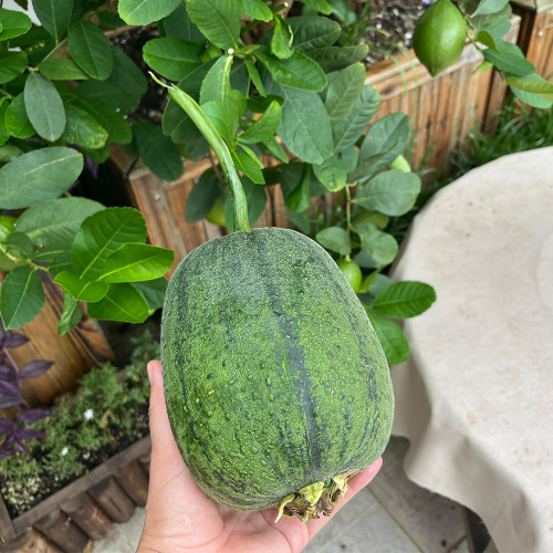Taiwan Apple Luffa Seeds - Short Cylindrical, Crisp Sweet Fruit, F1 Hybrid, Early Maturing & High Yield