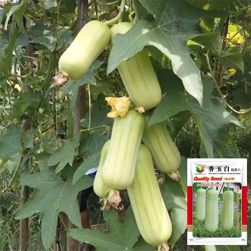 'Xiangyubai' Luffa Seeds - F1 Hybrid, Heat Tolerant, High-Yielding, Continuous Harvest