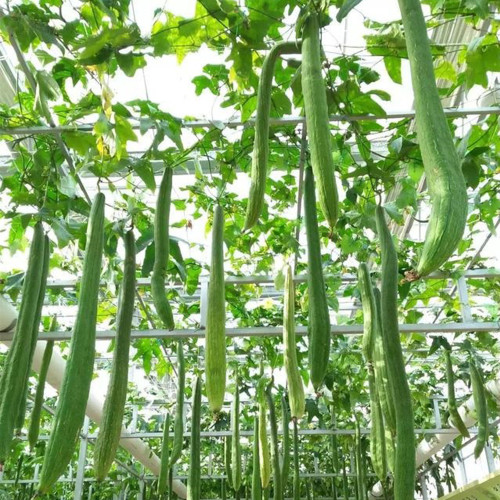 Giant No.1 Extra-long Luffa Seeds - F1 Variety, Fast-Growing, High Adaptability & Yield