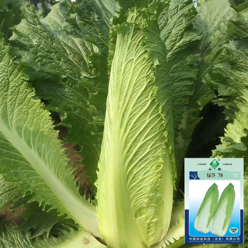 'Green Bamboo 70' Chinese Cabbage Seeds - High-yielding, with proven reliability and excellent garden vigor