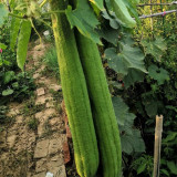 Giant No.1 Extra-long Luffa Seeds - F1 Variety, Fast-Growing, High Adaptability & Yield