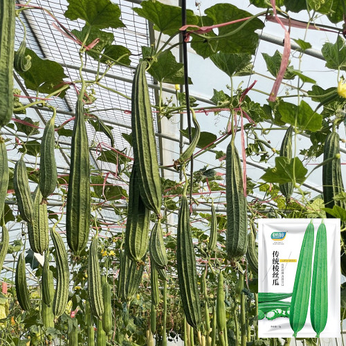 Traditional Angled Luffa Seeds - Long Straight Fruits, Crisp Tender Flavor, Early Maturing, Disease Resistant