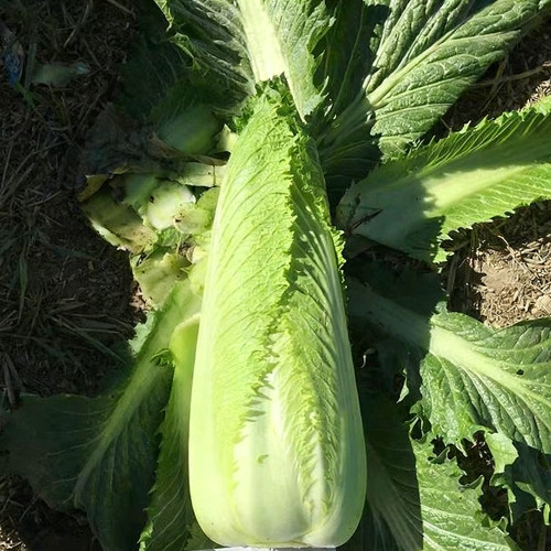 'Green Bamboo 70' Chinese Cabbage Seeds - High-yielding, with proven reliability and excellent garden vigor