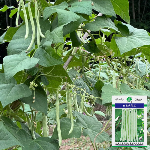 Bai Fumei Pole Bean Seeds - High-Yielding with Sweet, Crisp, and Tender Pods