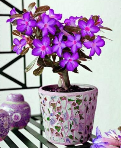 Desert Rose Flower Adenium obesum Seeds (Color: 11)