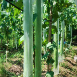 Giant No.1 Extra-long Luffa Seeds - F1 Variety, Fast-Growing, High Adaptability & Yield