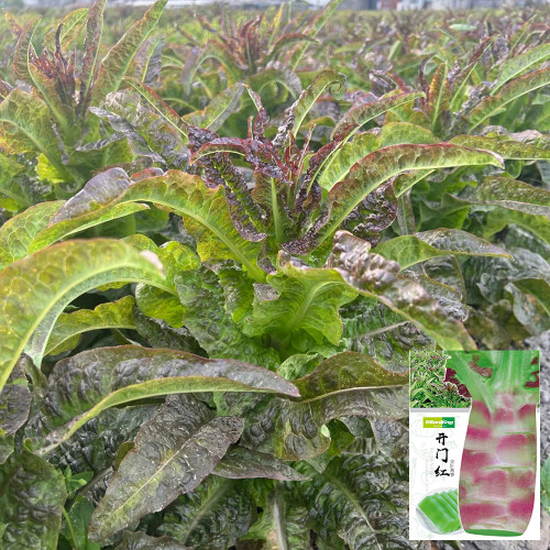 Dawn Red Lettuce Seeds - Aromatic Winter Variety, High-Yield & Disease Resistant