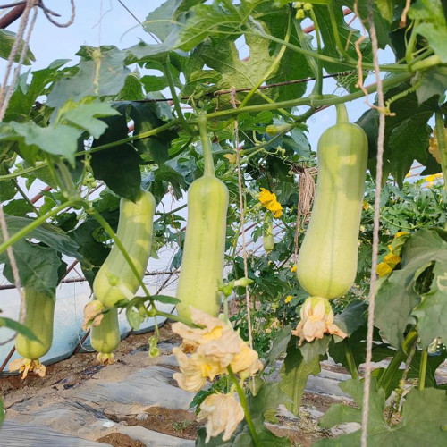 'Xiangyubai' Luffa Seeds - F1 Hybrid, Heat Tolerant, High-Yielding, Continuous Harvest